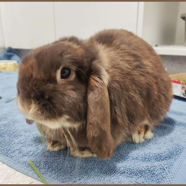 Photo of Hazel
