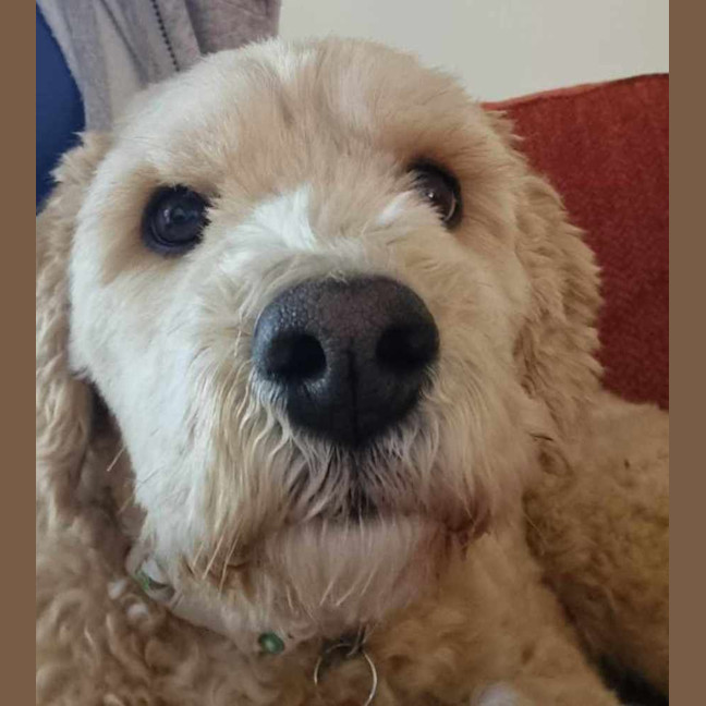 Photo of Soxy 