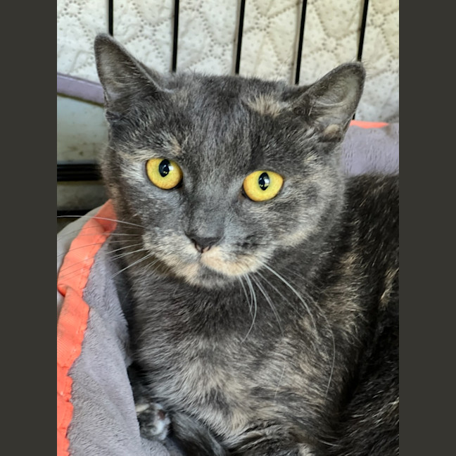 Photo of Sprinkles