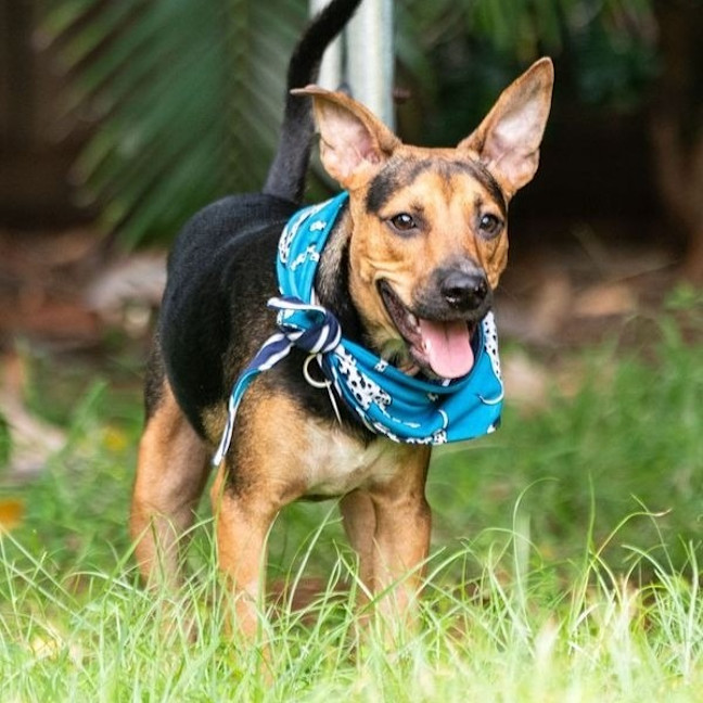 Photo of Gonzo