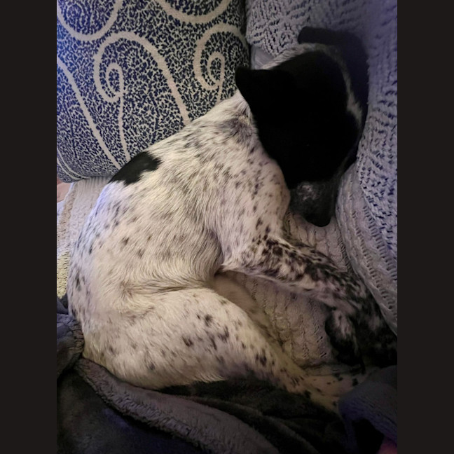 Photo of Missy   1 Year Old Cattle Dog X