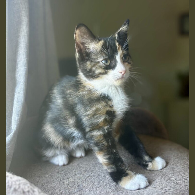 Photo of Twix