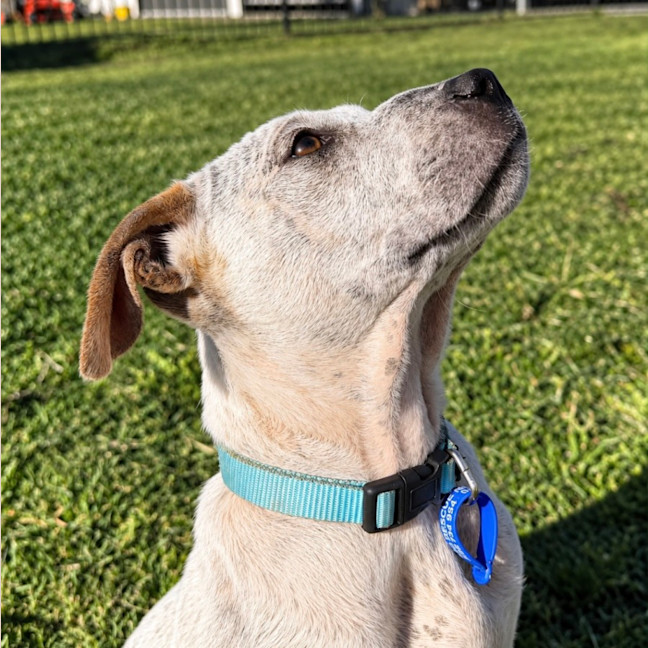 Photo of Matilda   13 Week Old Cattle Dog