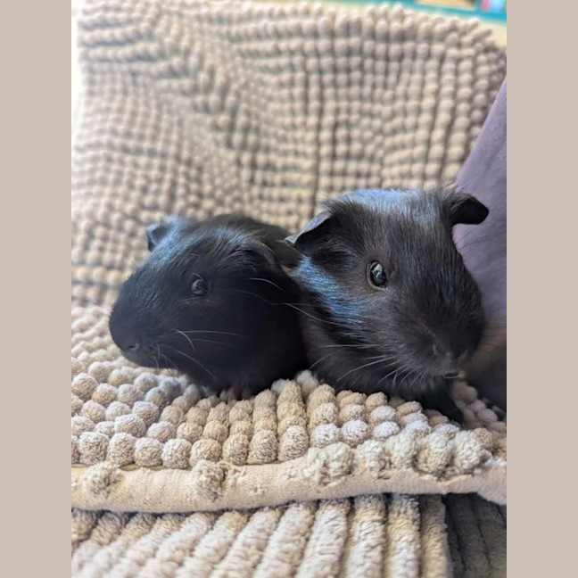 Photo of Thunder & Lightning