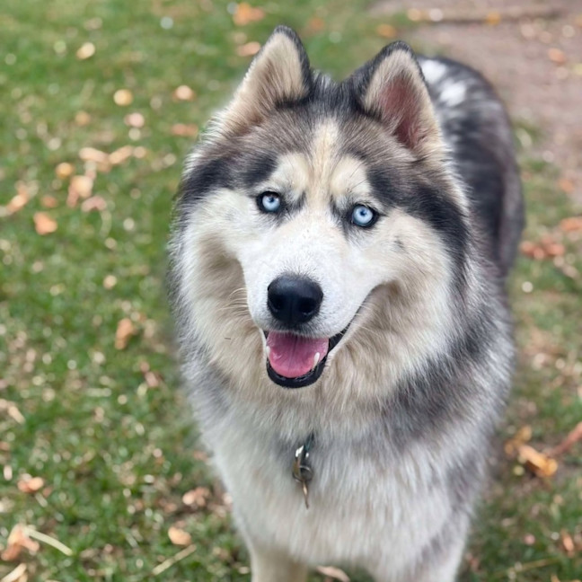 Photo of Iko
