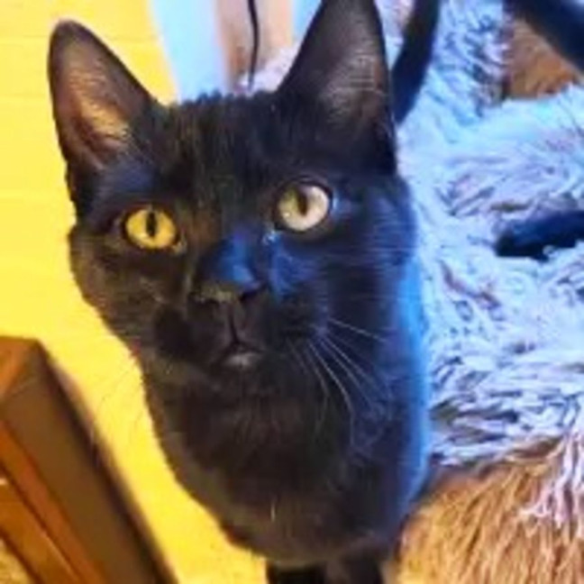 Photo of Inky   Located In Preston