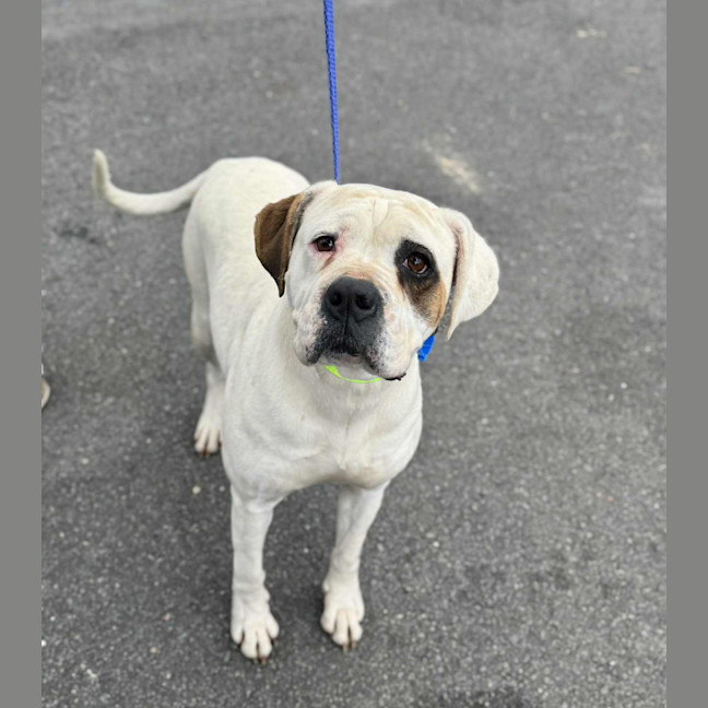 Photo of Sasha *$350 Adoption Fee*