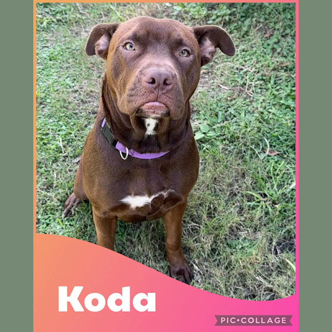 Photo of Koda