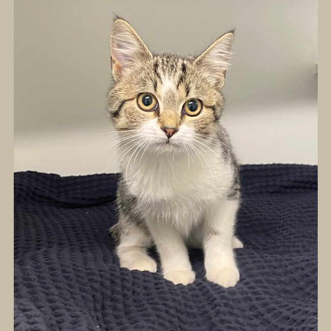 Photo of Cleo 