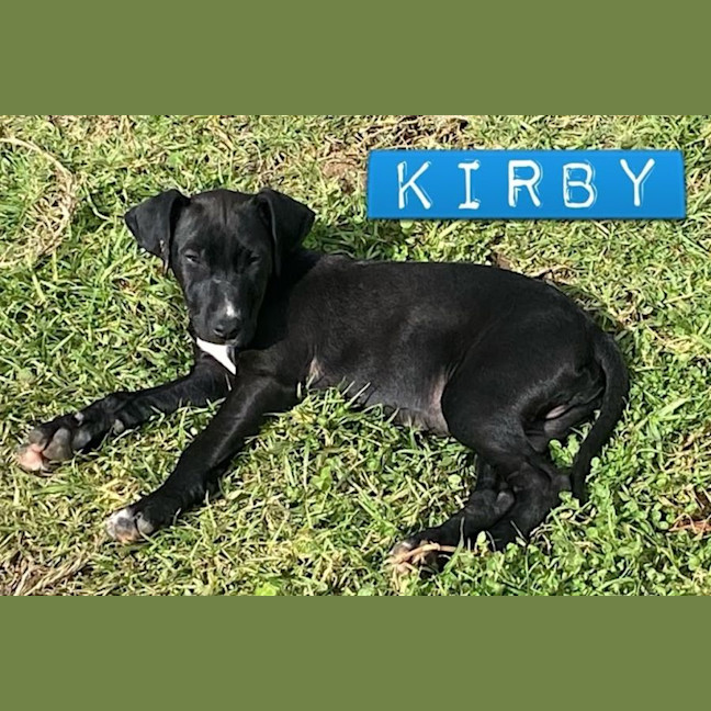 Photo of Kirby   8 Month Old, Male, Mixed Breed Puppy