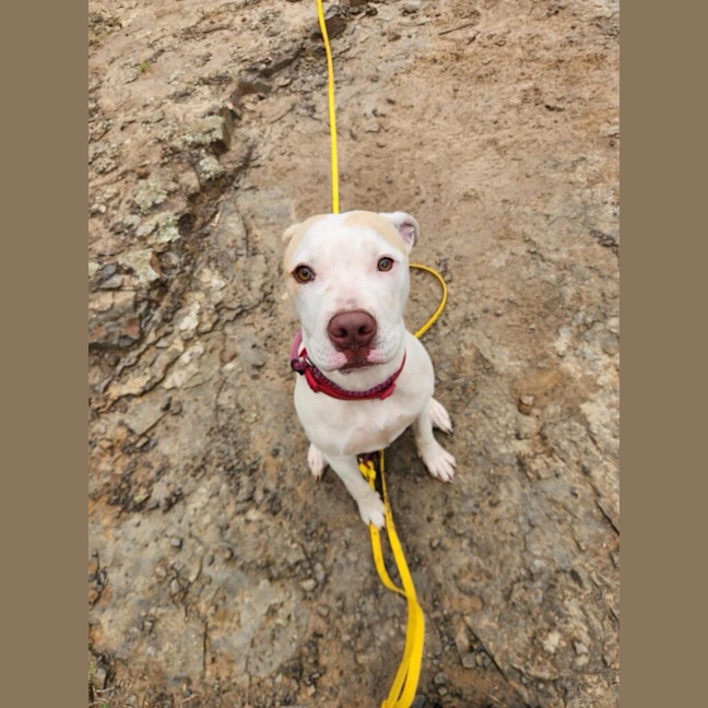 Photo of Archie