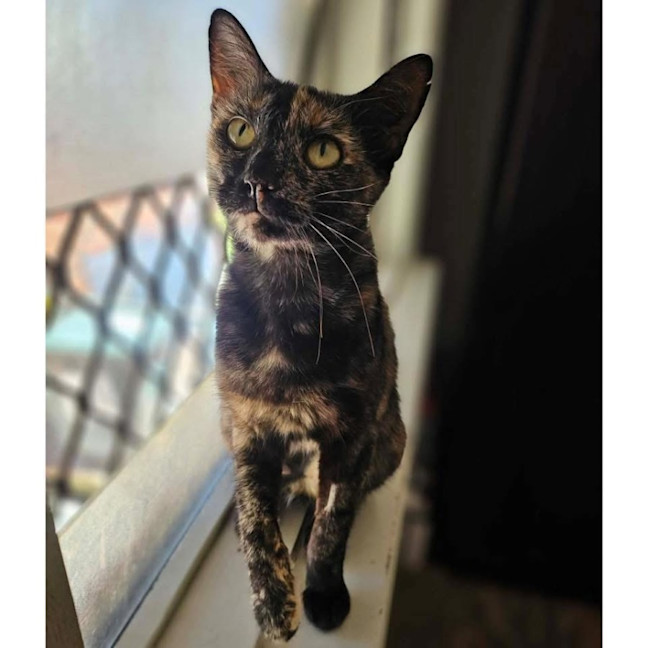 Photo of 13416   Freckles