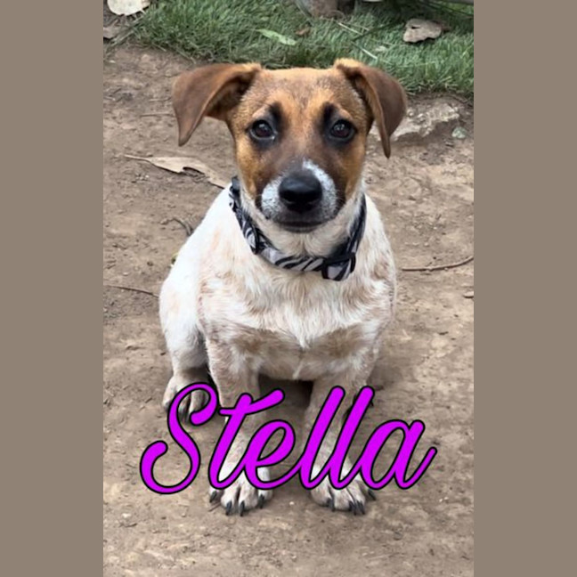 Photo of Stella 