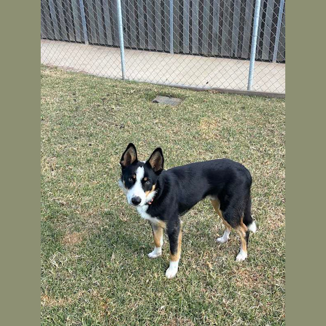 Photo of Rex