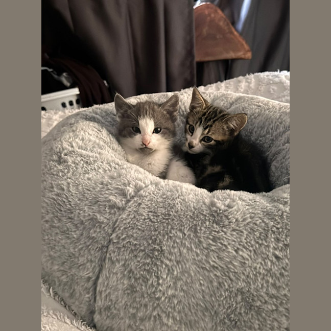 Photo of Smudge