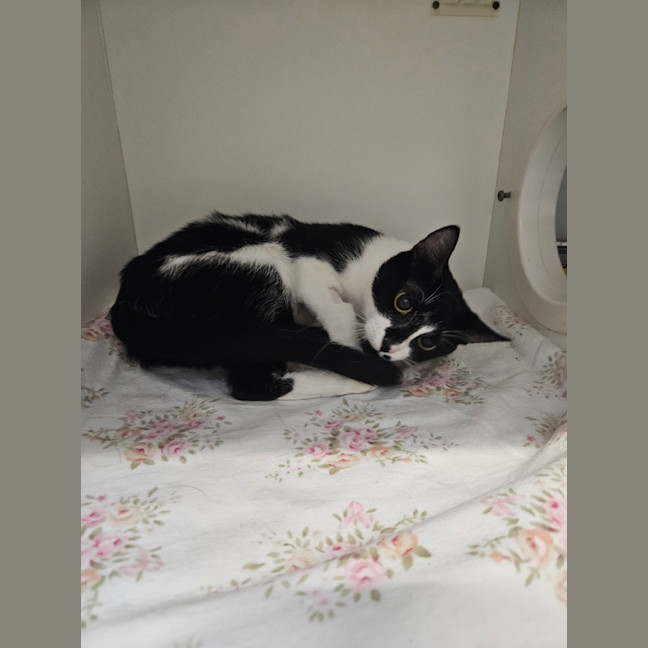 Photo of Stella