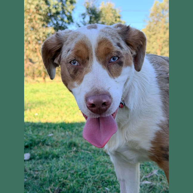 Photo of Nova