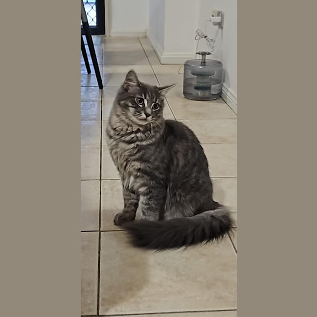 Photo of Floofball