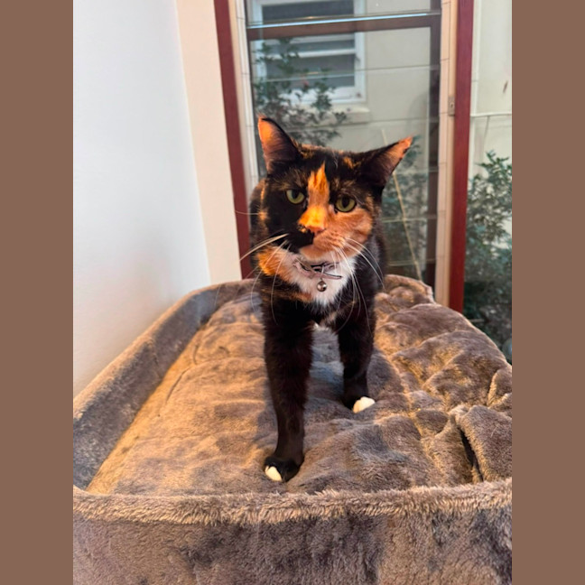 Photo of Fat Cat ❤️