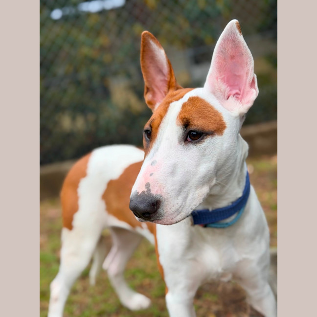 Photo of Penny