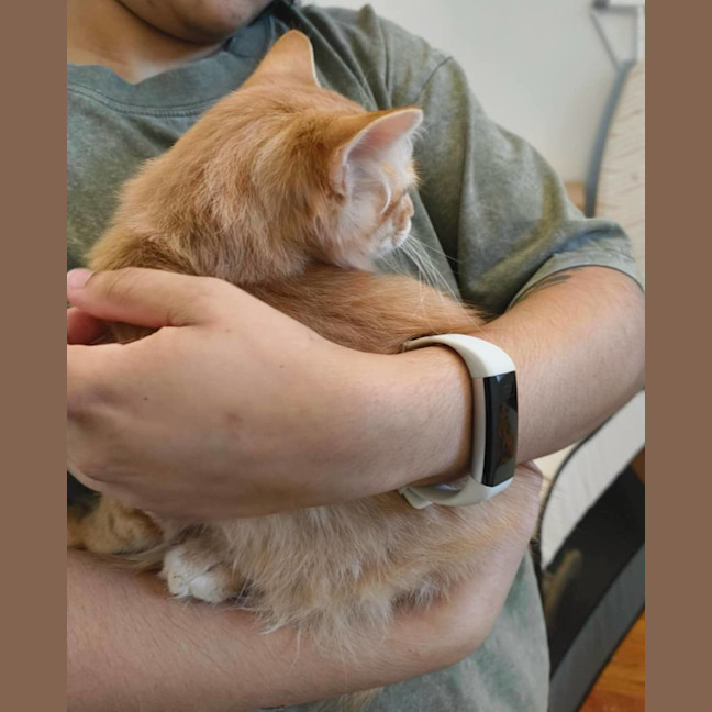 Photo of Gazza The Lion