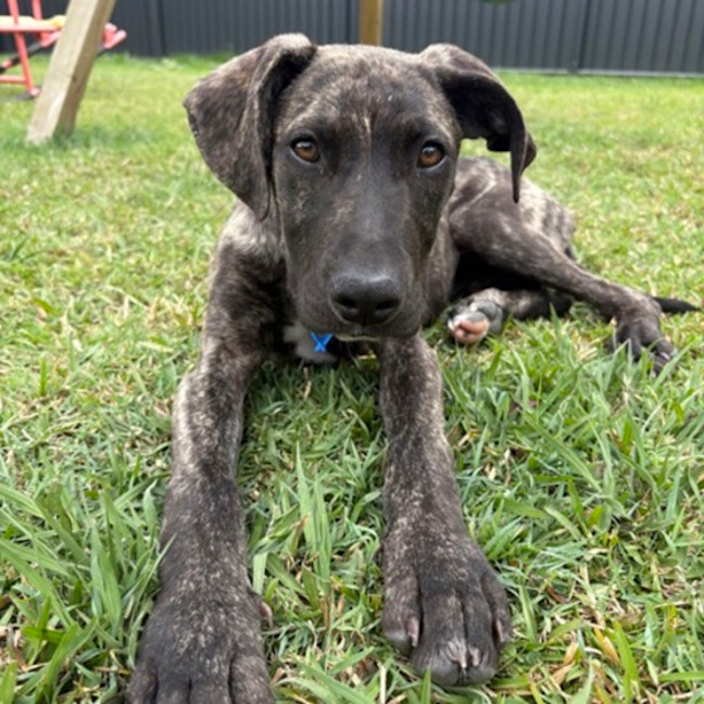 Photo of Thor