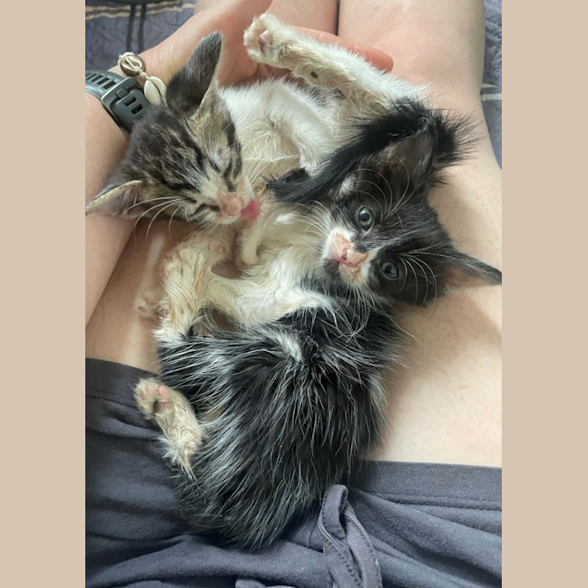 Photo of Echo