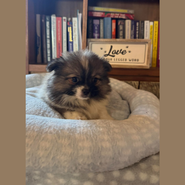 Photo of Pixie