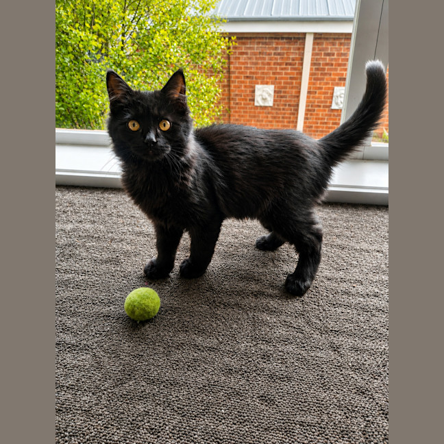 Photo of Luca (In Foster Care In Templestowe)