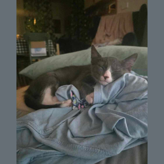 Photo of Kale   Located In Northcote