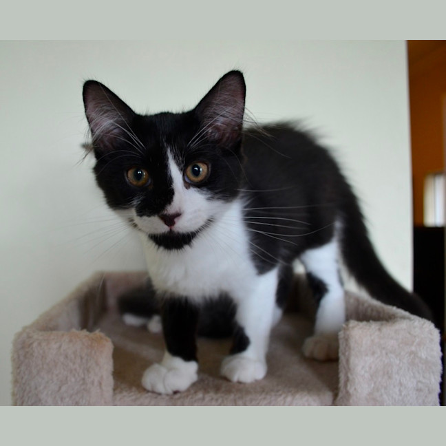 Photo of Rorschach (Rory)