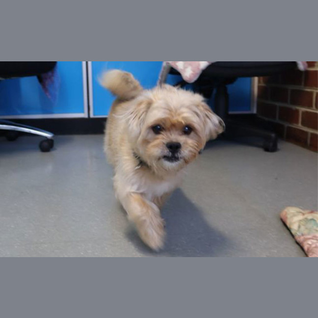 Photo of Simba