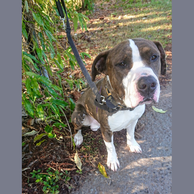 Photo of Ryker