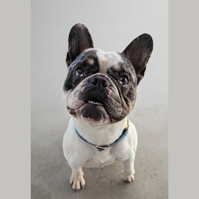 Photo of Dozer