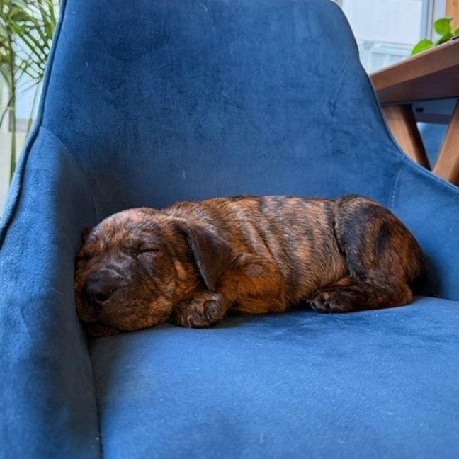 Photo of Jasper