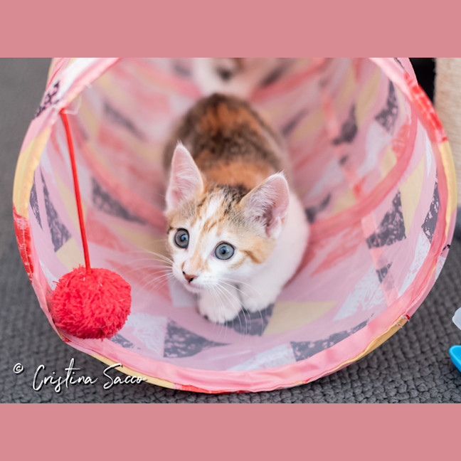Photo of Squeak