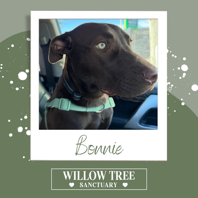Photo of Bonnie