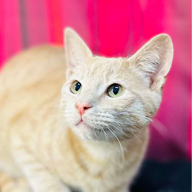 Photo of Jack (Located In Preston) 