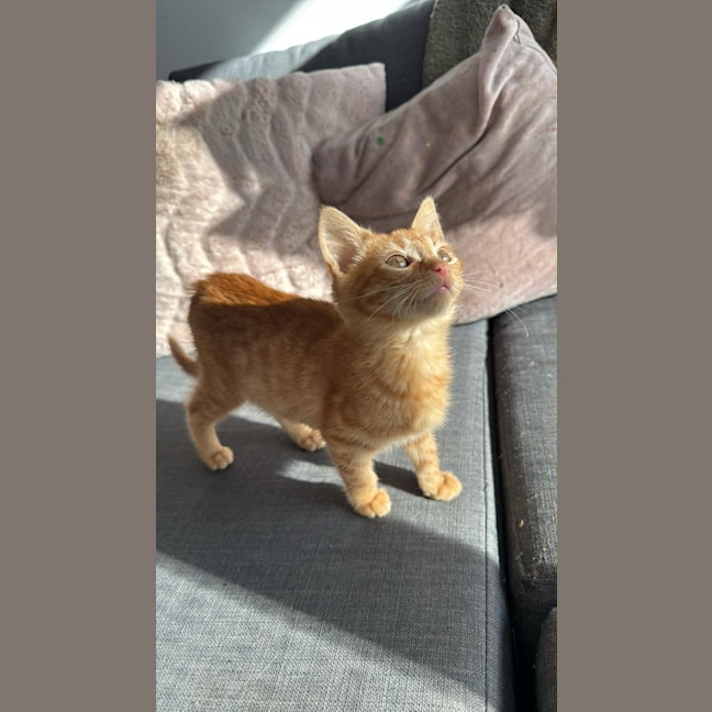 Photo of Cheeto Supreme