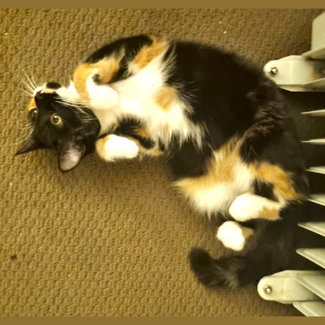 Photo of Gilly Bunny