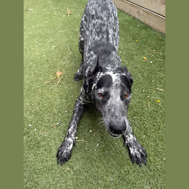 Photo of Blue