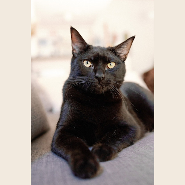 Photo of Percy