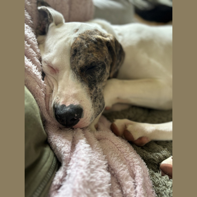 Photo of Cheetoh Puff