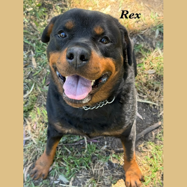 Photo of Rex