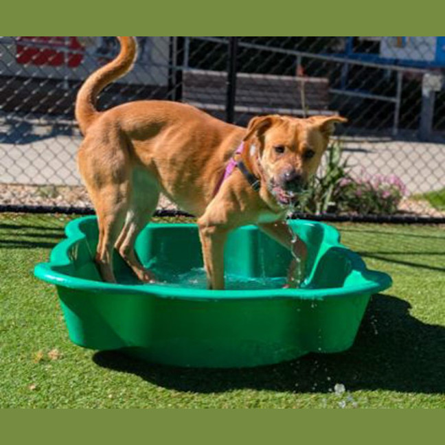 Photo of Goldie