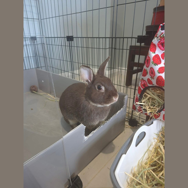 Photo of Olive (W Basil)