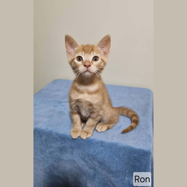 Photo of Ron