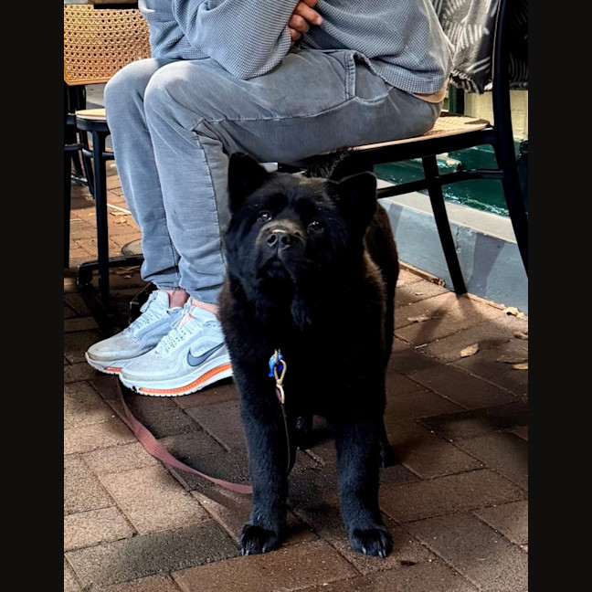 Photo of Suki   6 Month Old Chow Chow