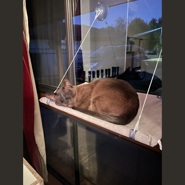 Photo of Banjo