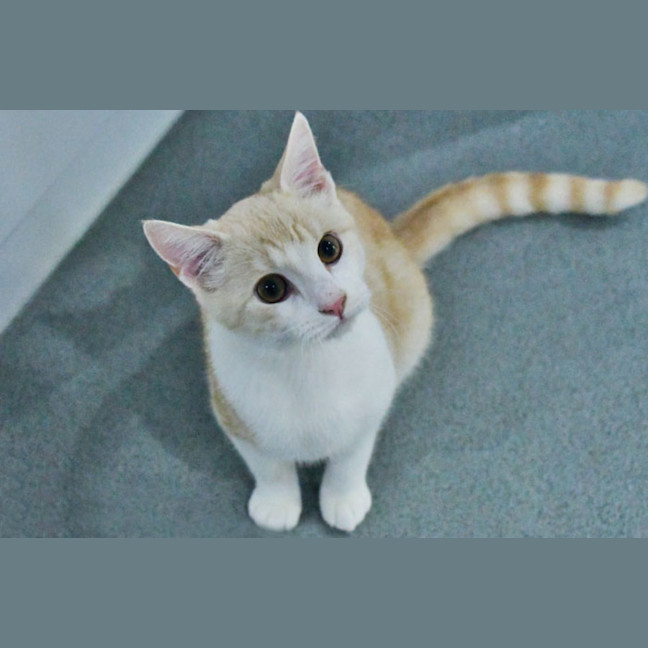 Photo of Bustopher Jones